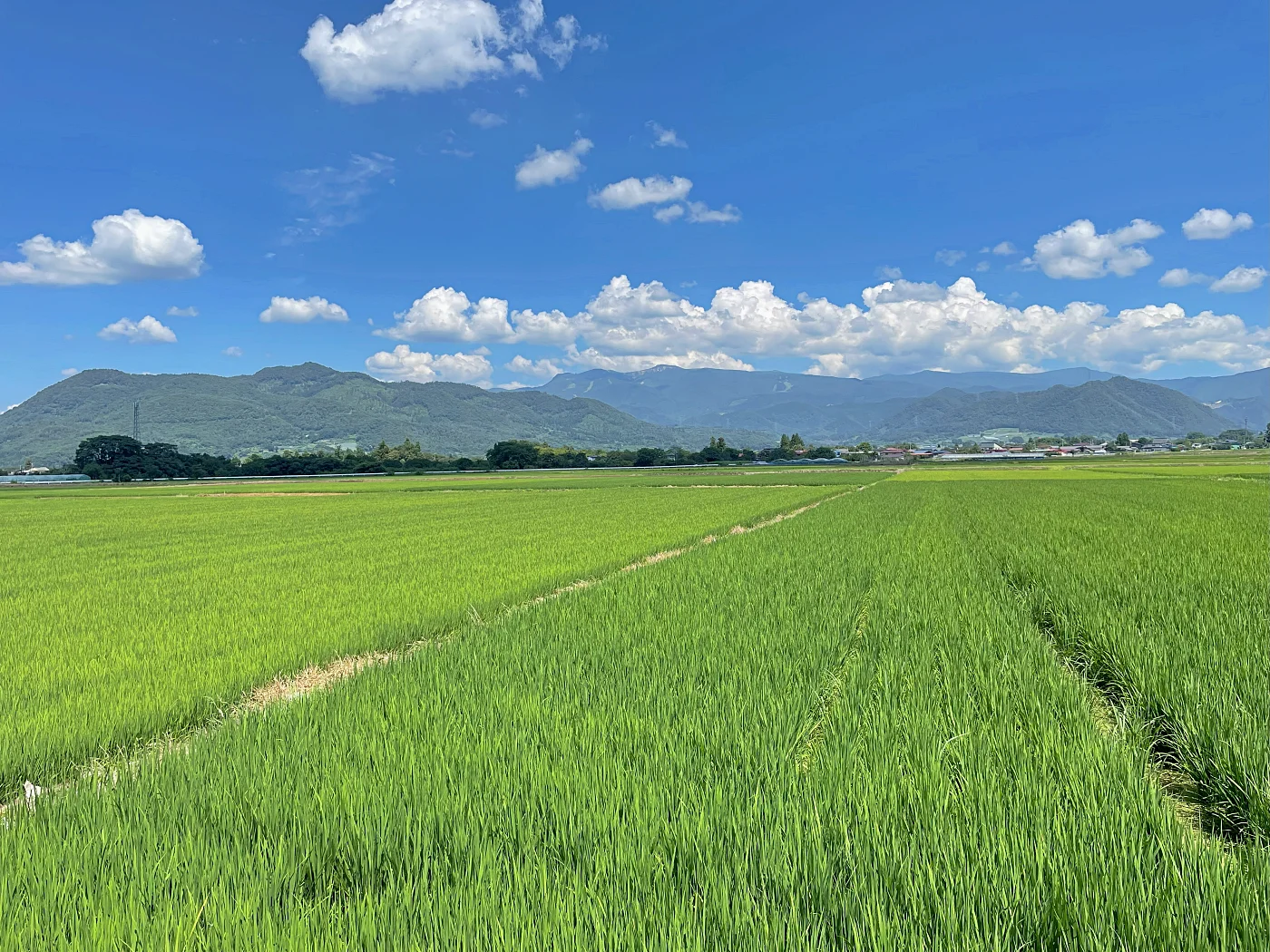 農園近くから見る三吉山と蔵王連峰 = 2025年7月25日
