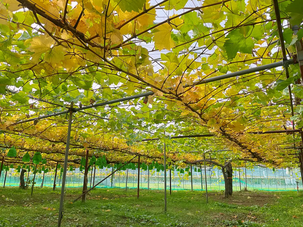 紅葉に染まる11月のぶどう畑