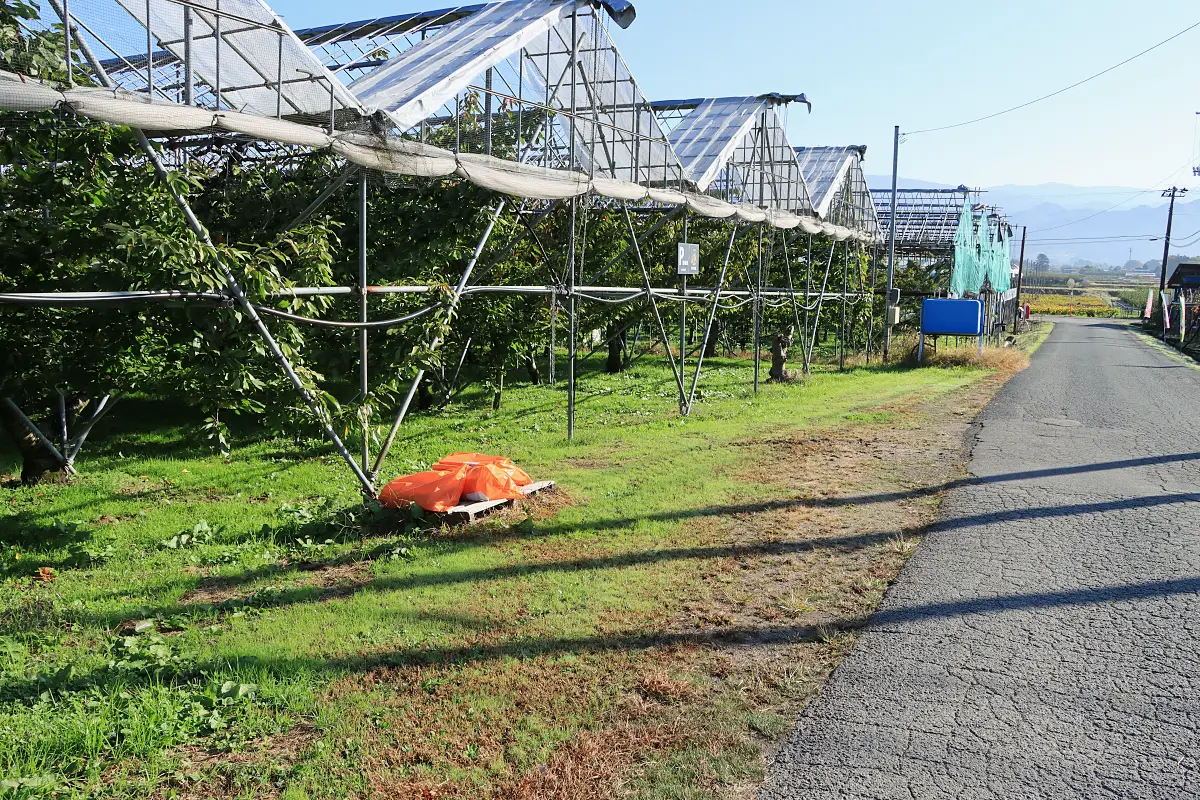 さくらんぼ畑前 駐車場(2)