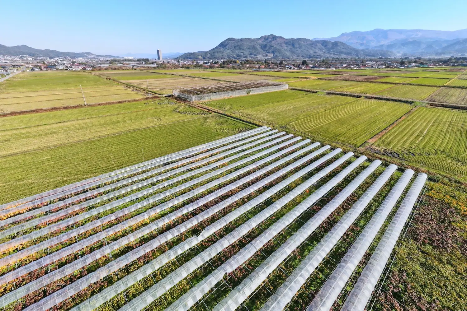 ワイン畑から市街地と蔵王連峰を望む